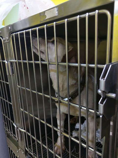 清豐動物醫院