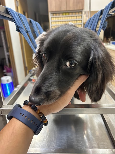 德欣動物醫院