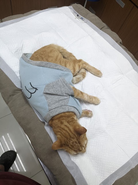 點點動物醫院