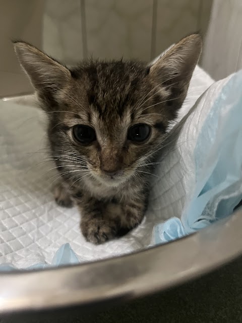 斗六動物醫院
