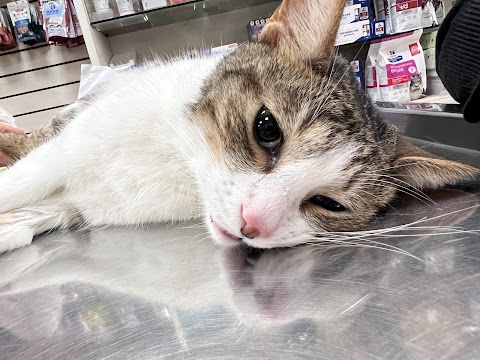 杏福動物醫院
