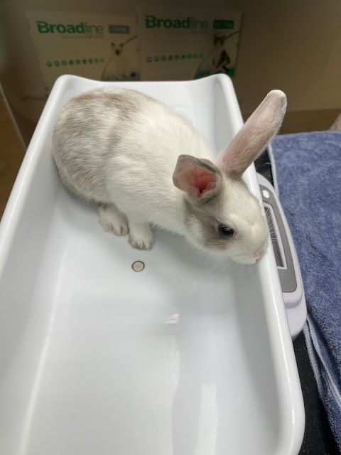 安定動物醫院