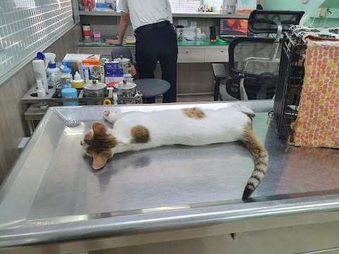安生動物醫院