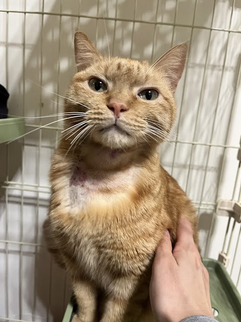 奕良57動物醫院 后里動物醫院