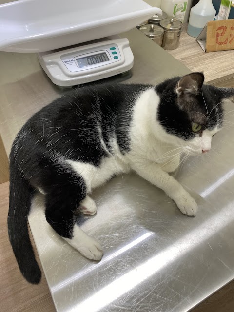 上哲動物醫院