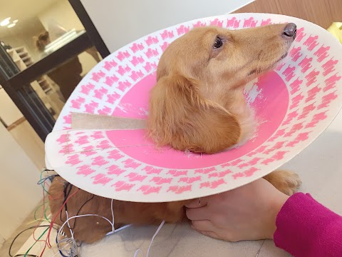 皮皮動物醫院