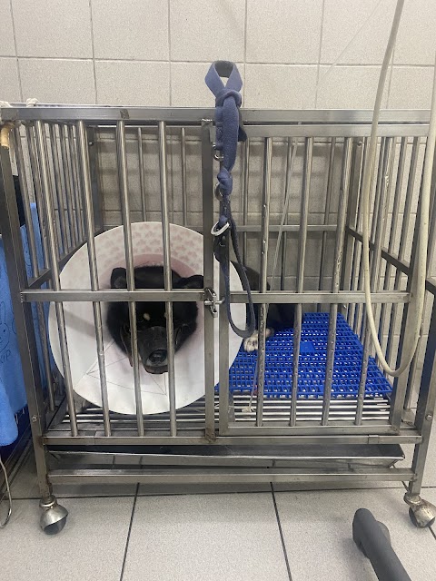 台大成安動物醫院