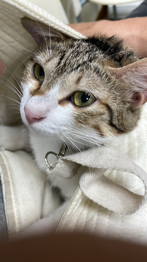 元碩動物醫院