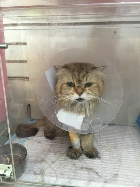 斗六佑安動物醫院