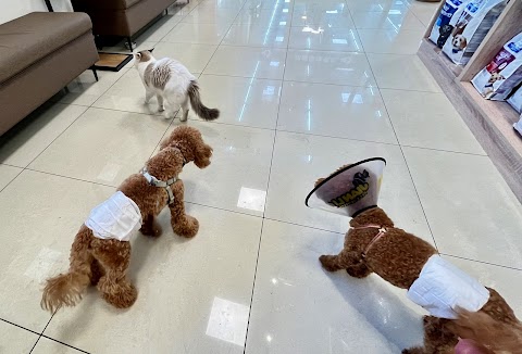 慈愛動物醫院-縣府分院