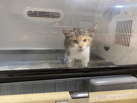 微笑高壓氧動物醫院
