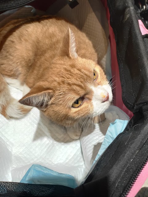 全國動物醫院 台中總院