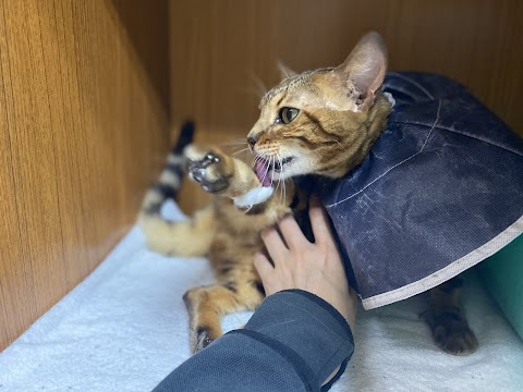 綠樁動物醫院