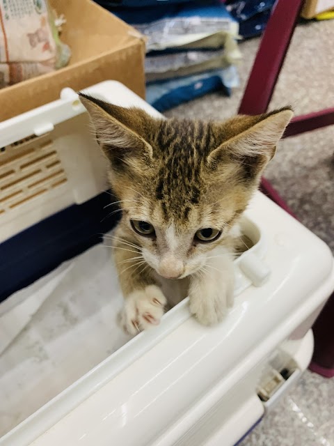 狗脾氣動物醫院