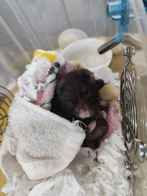 龍貓動物醫院