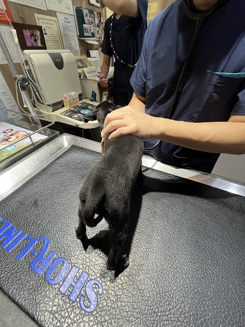 美崙動物醫院
