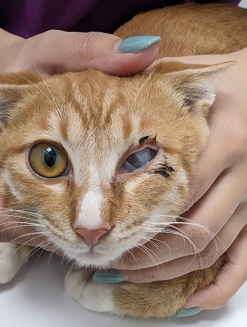 鶯歌奇緣動物醫院