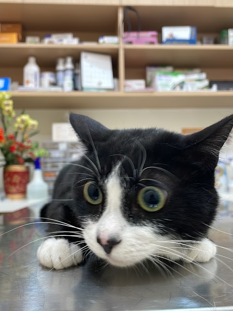 立新動物醫院