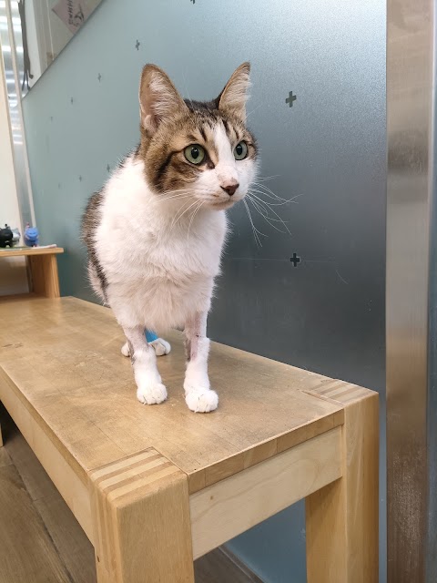 磨鼻子動物醫院