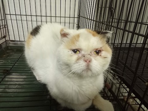 安華動物醫院