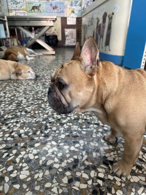 員林動物醫院