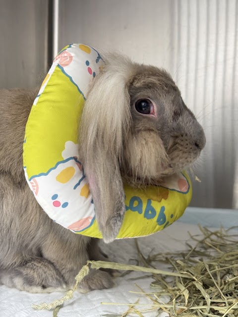 飛躍動物醫院