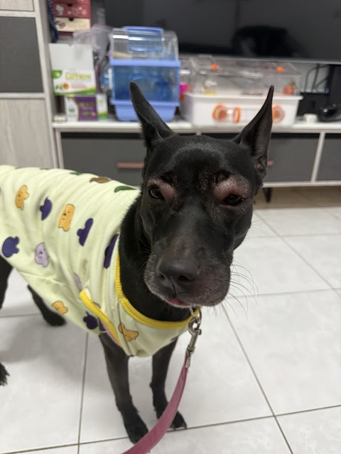圓點動物醫院