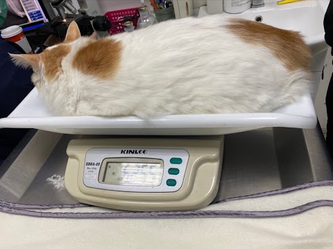 台大文仁動物醫院 骨科 內視鏡