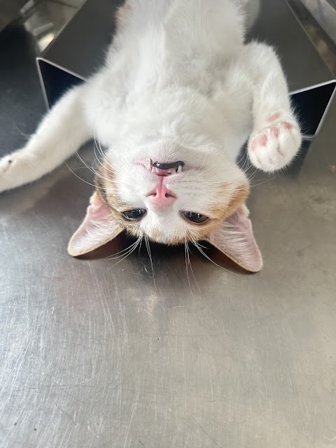 九如動物醫院