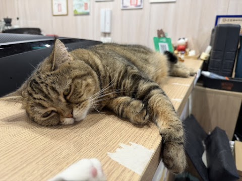龜毛動物醫院