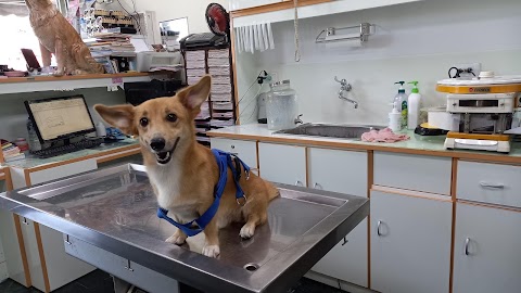 博安動物醫院