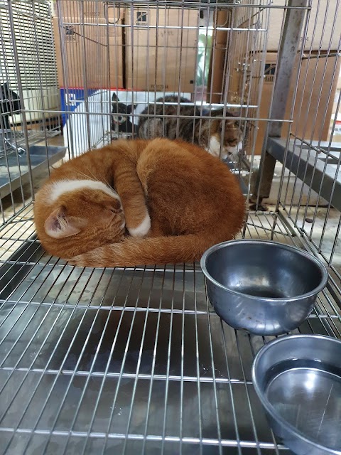 大雅動物醫院