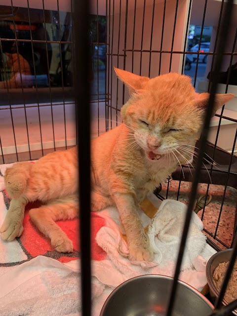 普羅旺斯動物醫院