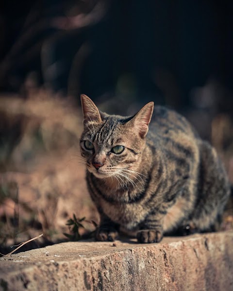 小宏動物醫院