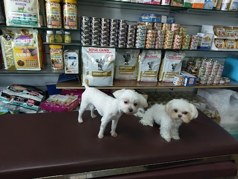 朴子動物醫院