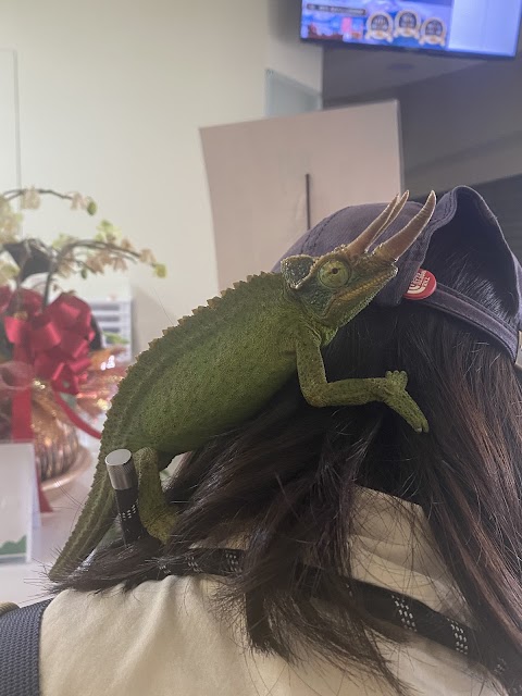 峽灣動物醫院