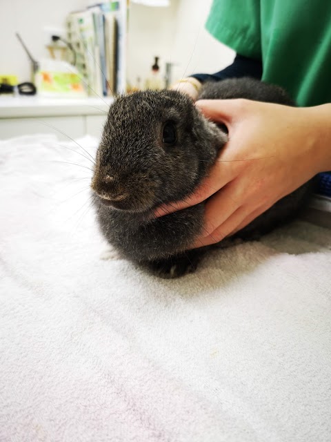康淇動物醫院