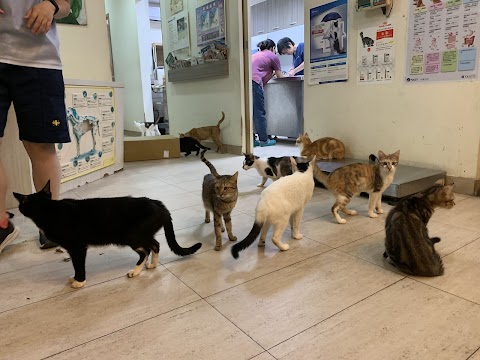 新竺動物醫院