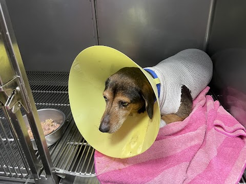 弘安動物醫院