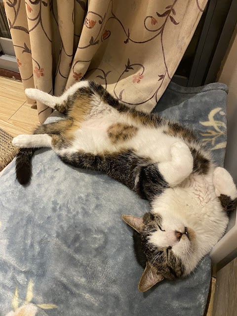好牧人動物醫院