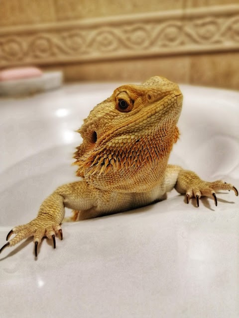 立安動物醫院