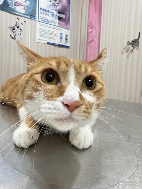 陽光動物醫院