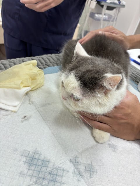 艾樂動物醫院