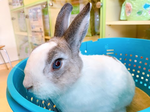 芝山動物醫院
