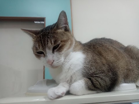 錫安動物醫院