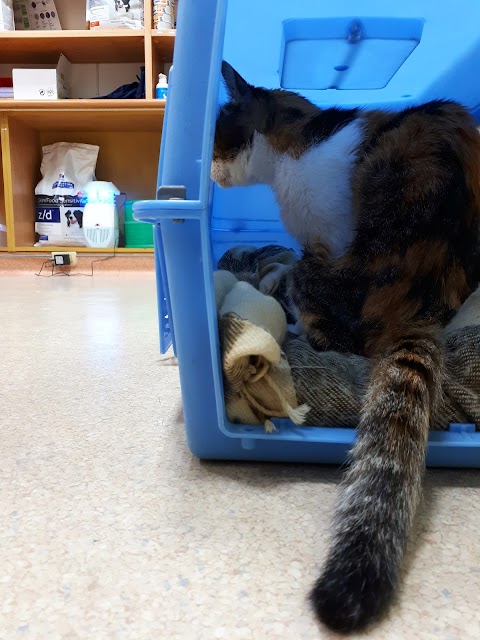 慈濟動物醫院