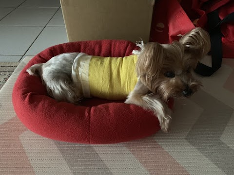 台大健弘動物醫院
