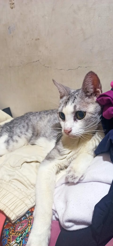 泛亞動物醫院