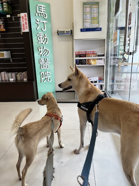 馬汀動物醫院