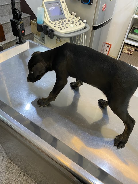 人愛動物醫院
